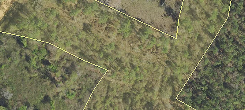 20 Acres of Wooded Land