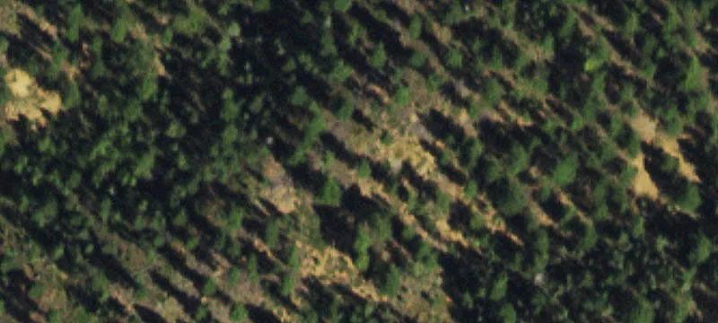 Alpine Acres Surrounded by Forest
