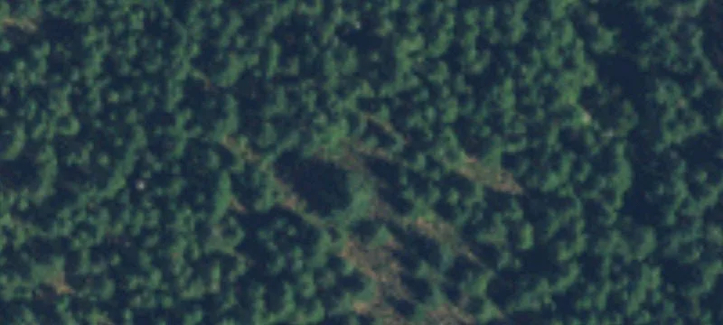 85 Acres Timberland Near Shelton