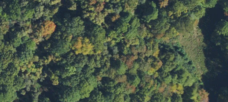 Land Adjoining National Forest