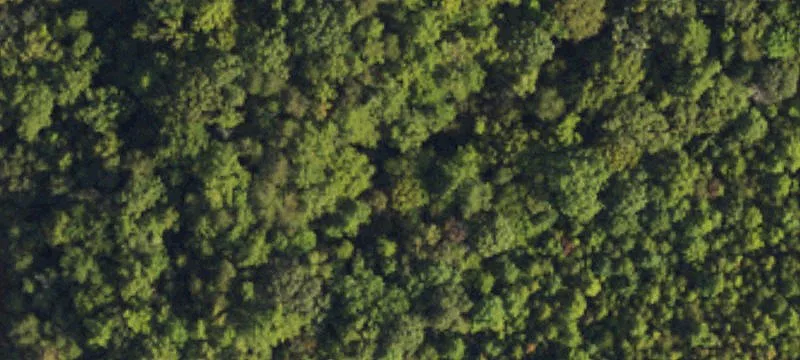 Reforested Land Near Pilot Mountain