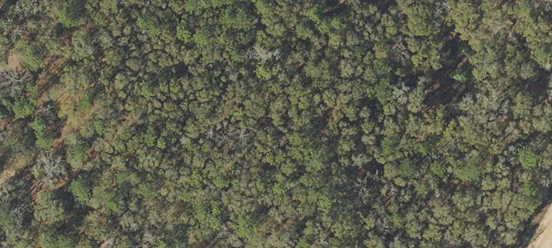9.98 Acres in Vernon, FL