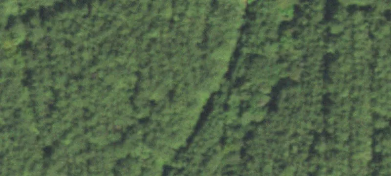 467 Acres of Timberland