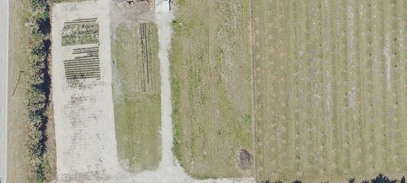 Established Mango Nursery For Sale