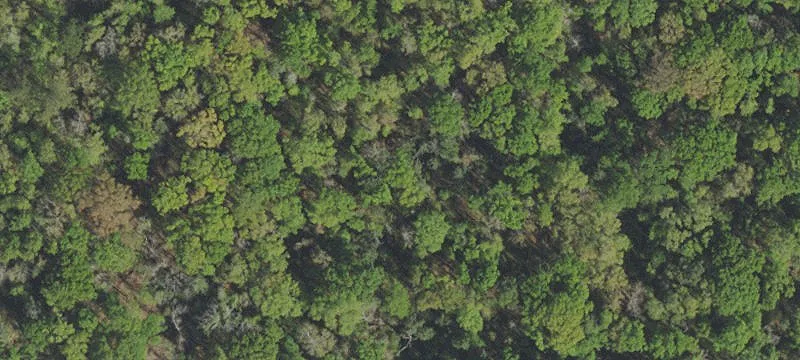 60 Acres Wooded Land