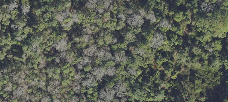 9-Acre Wooded Land Parcel