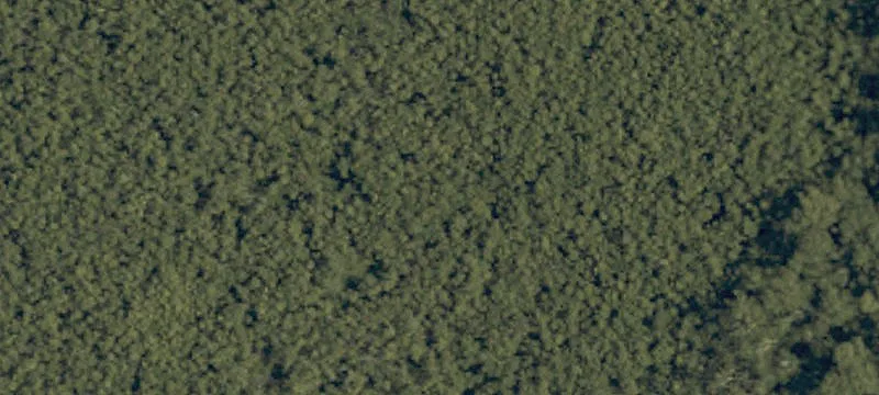 67 Acres of Timberland in Shiloh