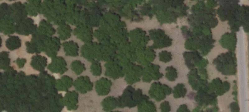 Georgetown Land with Pecan Trees