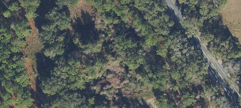 Expansive Archer Estate with Pines