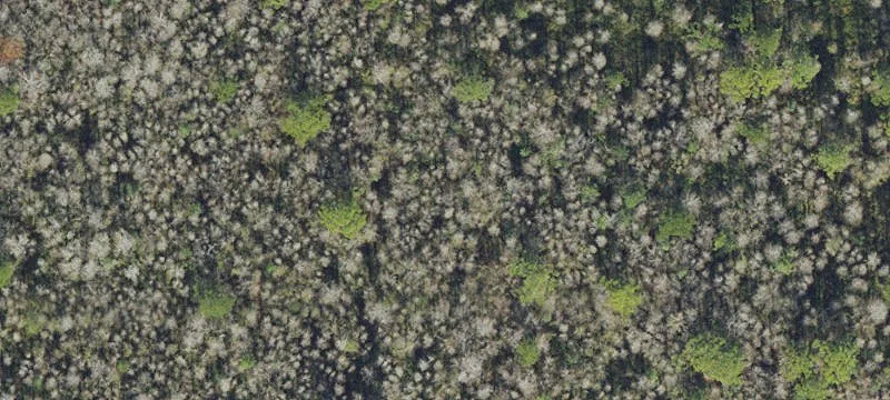 40-Acre Rural Escape Land