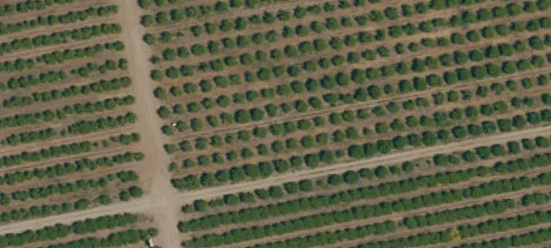 Lemon/Avocado Grove Land Opportunity