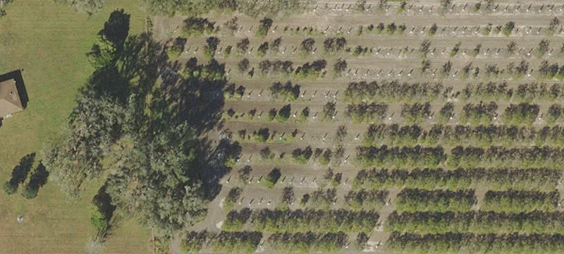 Acreage Home with Citrus Grove