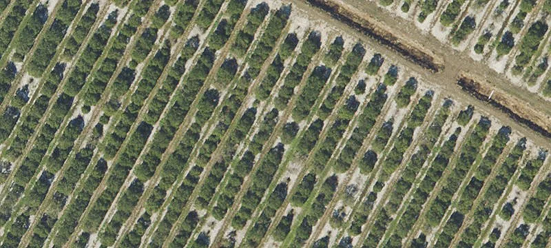 Operational Citrus Grove in Sebring