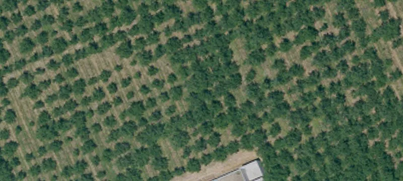 Organic Walnut Orchard and Processing