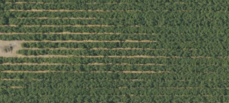 Sanger Agricultural Land For Sale