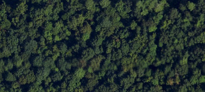 Wake County Wooded Land Opportunity