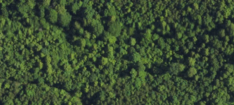 43.91 Acres with Rustic Cabin