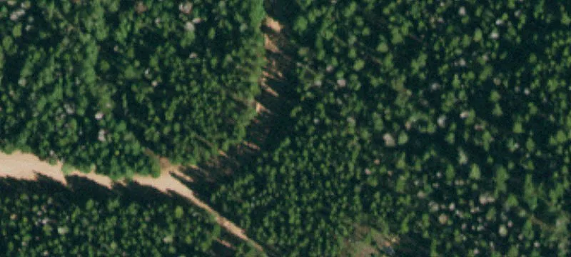 Forested Land in Forbes Park