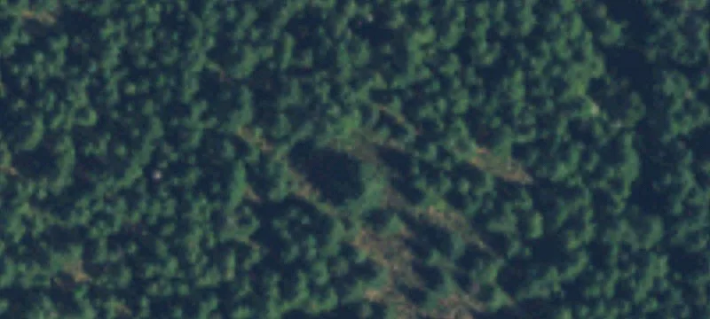 85 Acres Timberland Near Shelton