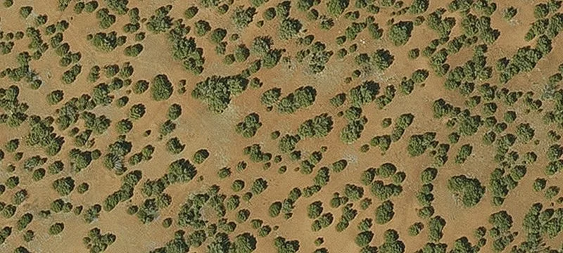 Level Lot with Trees