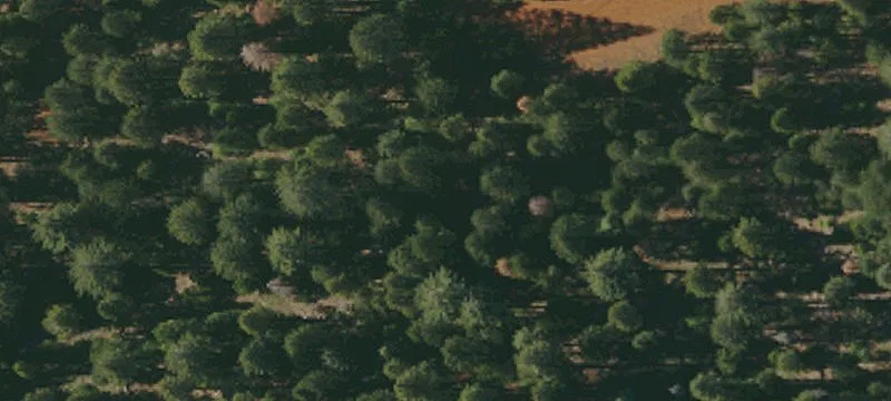 Wooded Lots in Bailey Creek