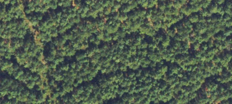 Columbia County Wooded Acreage
