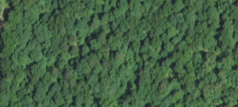 Secluded Timber Hunting Paradise