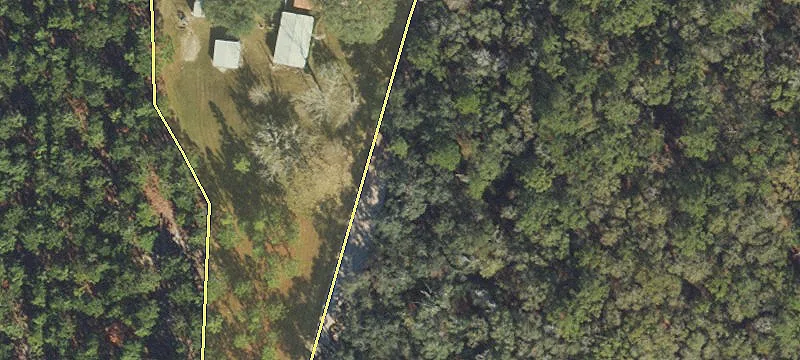 Expansive Acreage with Young Pines