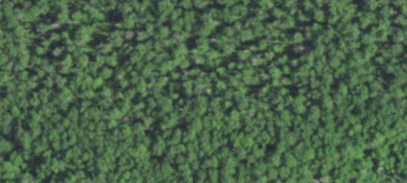 Wooded Land in Delta