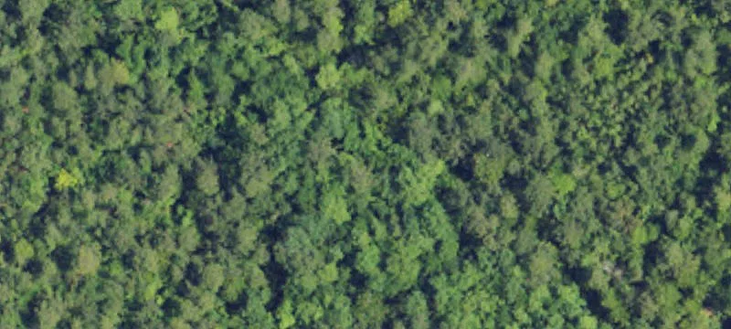 12 Acres with Blueberry Bushes