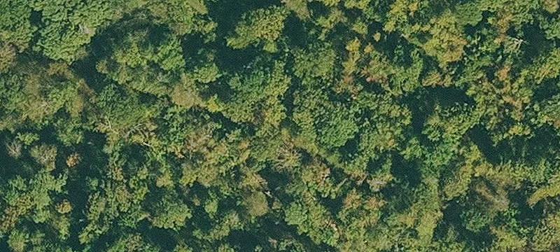 Secluded Wooded Acreage with Cabin