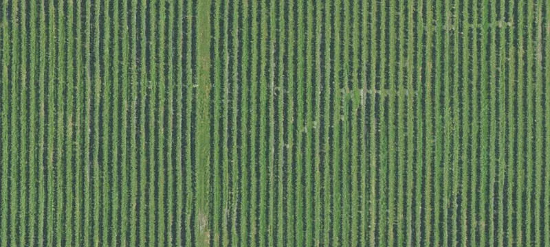 163-Acre Blueberry Farm For Sale