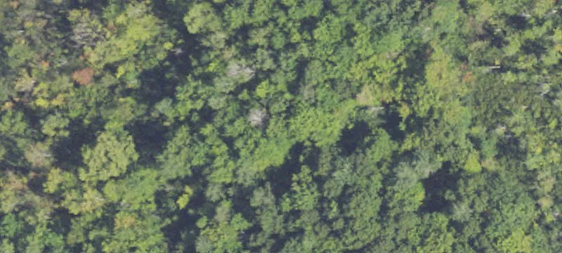 Private Wooded 10-Acre Land