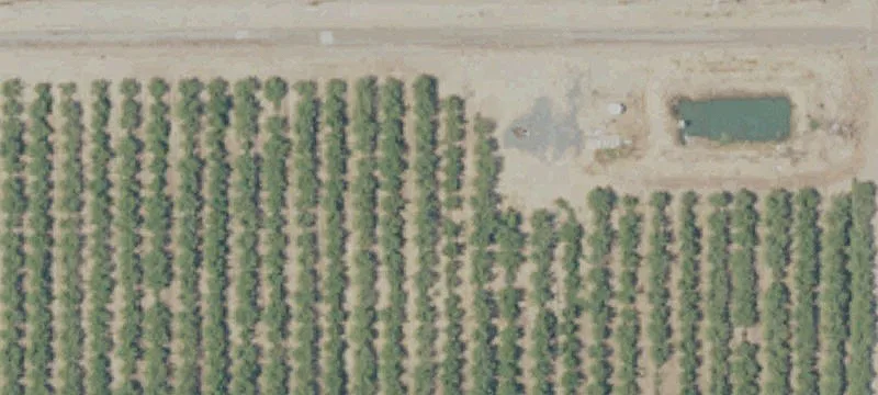 77.68 Acres Almond Orchard