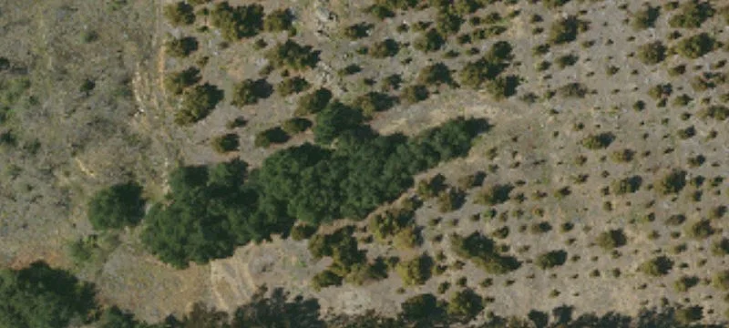 10 Acres Avocado Harvest Opportunity