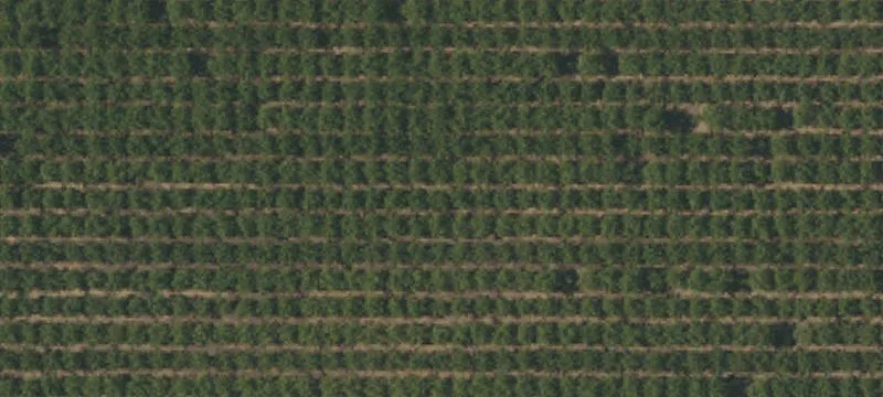 30-Acre Almond Orchard in Orland