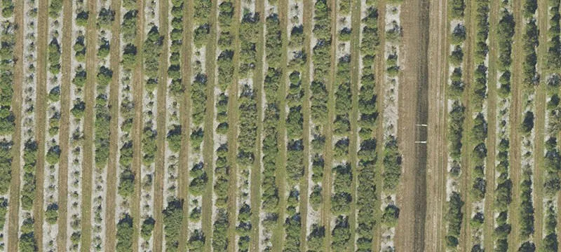 Producing Citrus Grove Investment Property