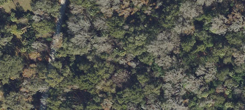 Residential Land with Mature Trees