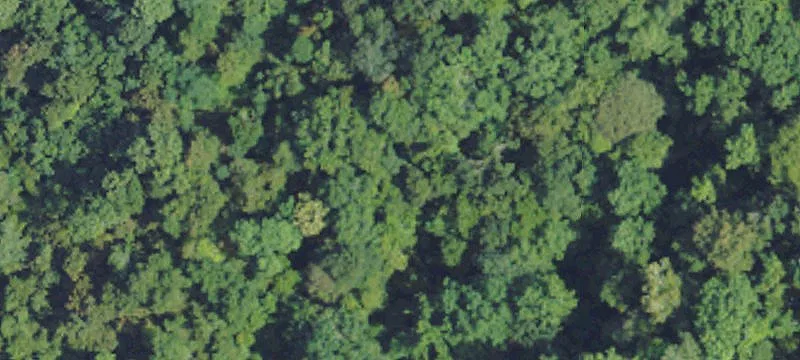 Rodney Hunting Land Opportunity