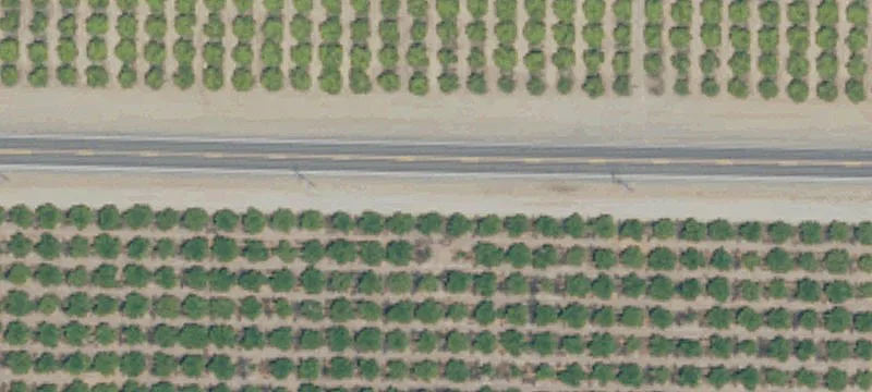 Lisbon Valencias Orange Ranch