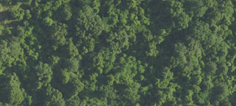 Chunchula Land with Mature Trees