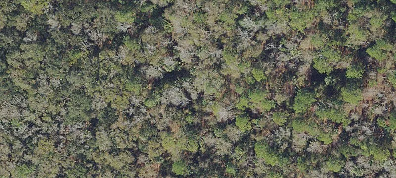 Undeveloped Land in Pierson, Florida