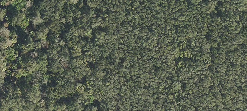 Picturesque Land in Black Hammock