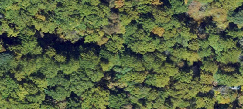 Unrestricted Wooded Acres in Todd