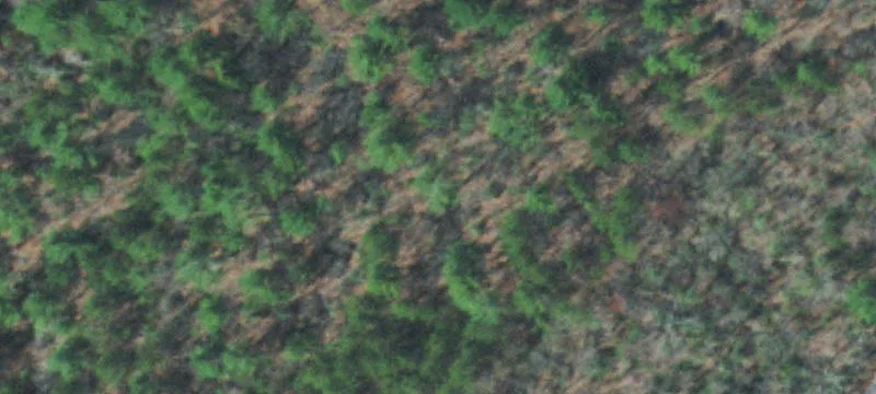 Reliance TN Land Near Forest