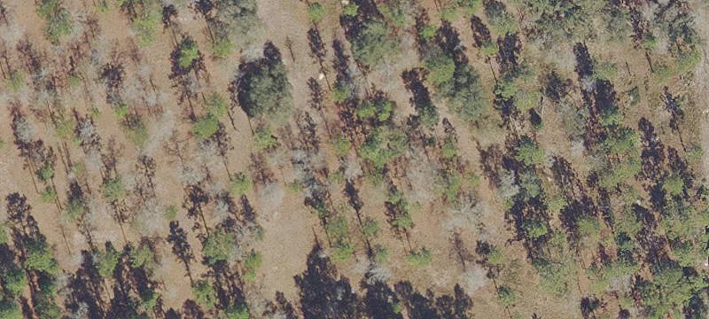 Keystone Heights Homesite on 6.40 Acres