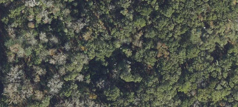 4.79 Acres in Bell, Florida