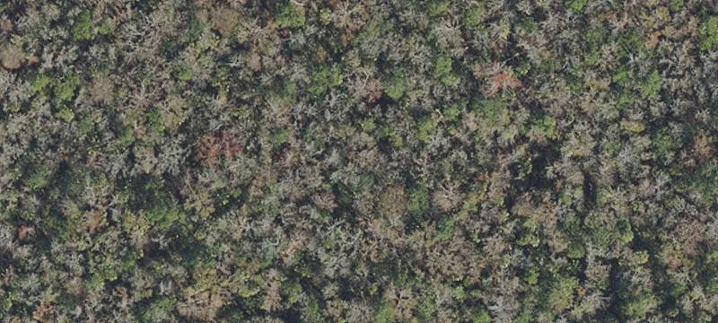 Wooded Property Near Crystal River