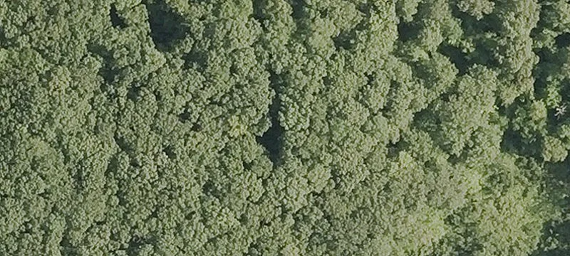 8.9 Acre Wooded Parcel