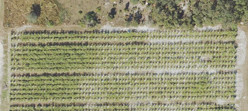 West Frostproof Bamboo Farm Parcel